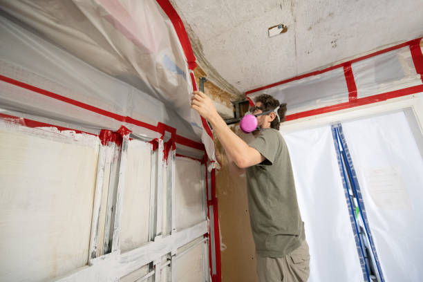 Professional Mold Removal in Gadsden, AL