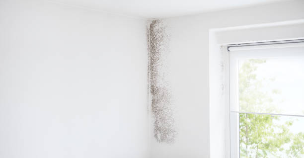 Best Mold Odor Removal Services  in Gadsden, AL