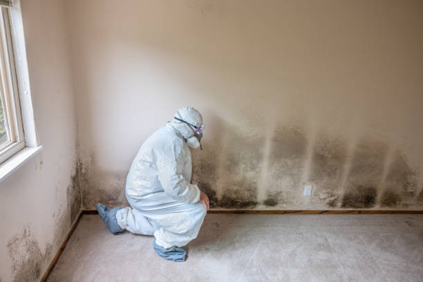 Best Mold Prevention Services  in Gadsden, AL
